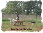 ABCA Tricolor Border Collie pup coming up behind sheep